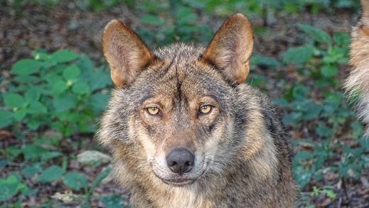 Entra en vigor la orden que prohíbe cazar lobos en todo el país