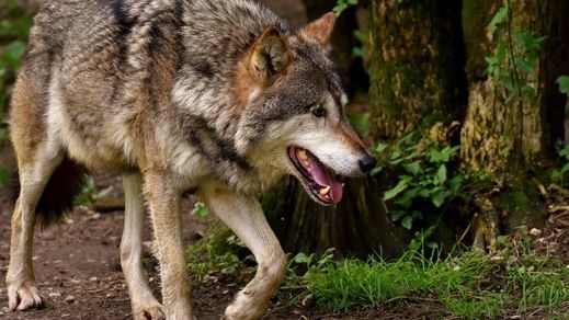 El PP recurrirá la ley que prohíbe la caza del lobo por ser un 
