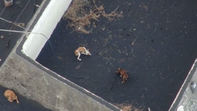 Varios perros quedan atrapados por la lava en La Palma y les llevan comida con drones