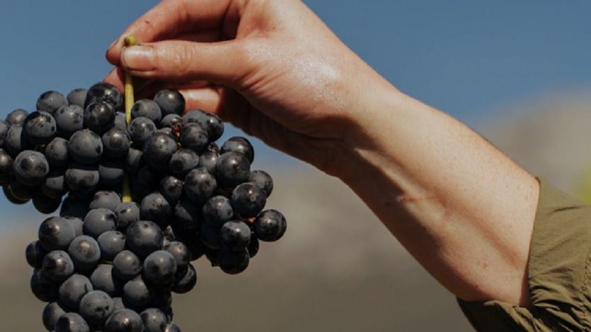 Terremoto vinícola: el PNV planteó separar la denominación de origen Rioja Alavesa