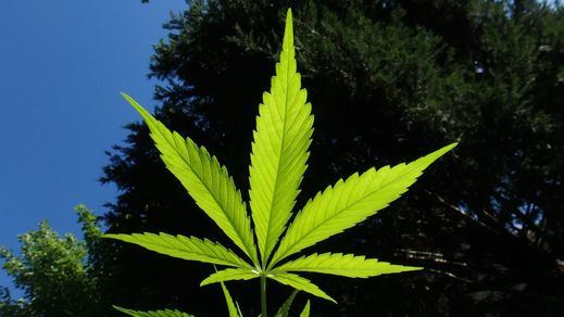 Interior se conjura contra las producciones de marihuana con un plan de actuación nacional