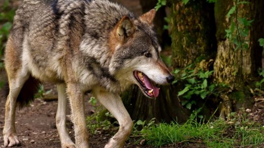 La Justicia no suspende la ley contra la caza del lobo que pedía el Gobierno cántabro