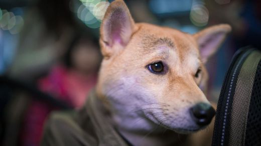 Los petardos en Navidad, objetivo a batir para proteger a los animales