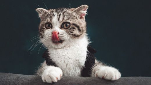 5 claves de la nueva normativa que considera a las mascotas seres sintientes