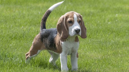 Un perro de raza Beagle