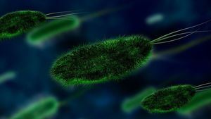 La resistencia de las bacterias a los antibióticos, la otra 'pandemia' que preocupa a los expertos