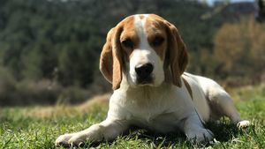 La Universidad de Barcelona confirma que se sacrificarán 32 cachorros de perro en un experimento