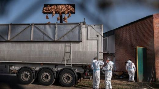 Sacrificadas más de 130.000 gallinas por un brote de gripe aviar en una macrogranja de Valladolid