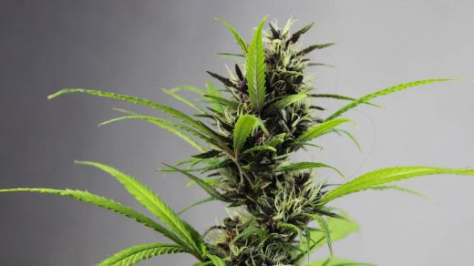 Cómo plantar marihuana en exterior
