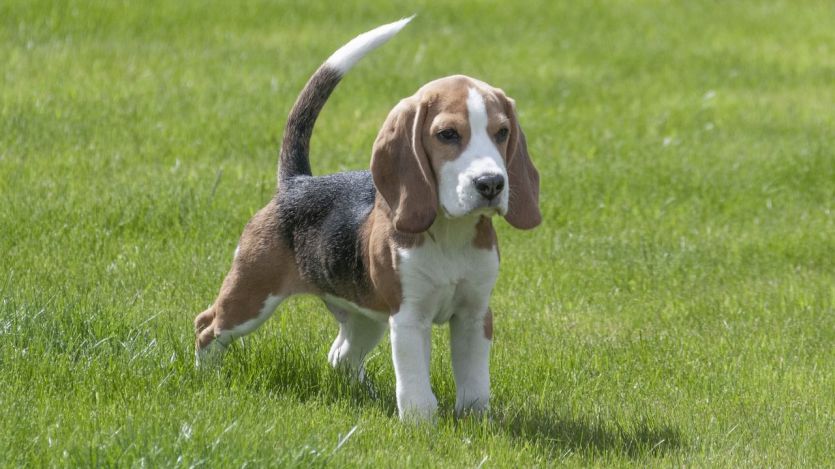Un perro de raza Beagle