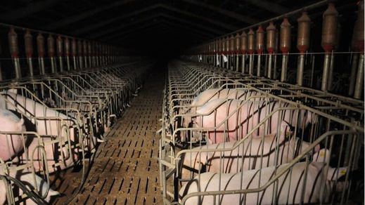 Macrogranja de cerdos en Castilla y León