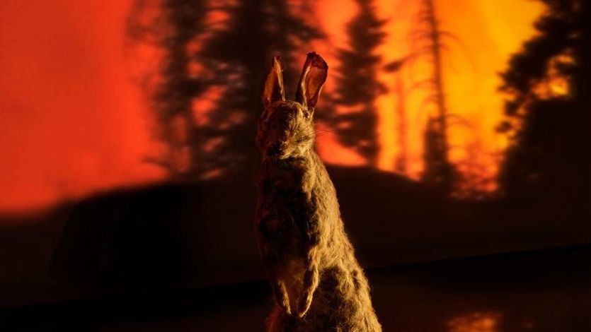 Crítica de la obra de teatro 'Animal negro tristeza': anatomía de las consecuencias de un incendio