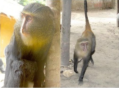 Los memes sobre la viruela del mono desatan el humor en las redes
