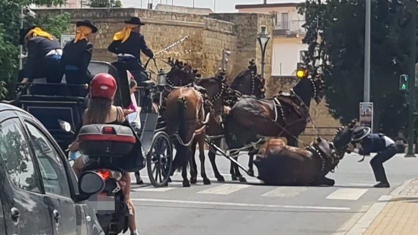 Pacma reclama prohibir por ley el uso de caballos en ferias y romerías