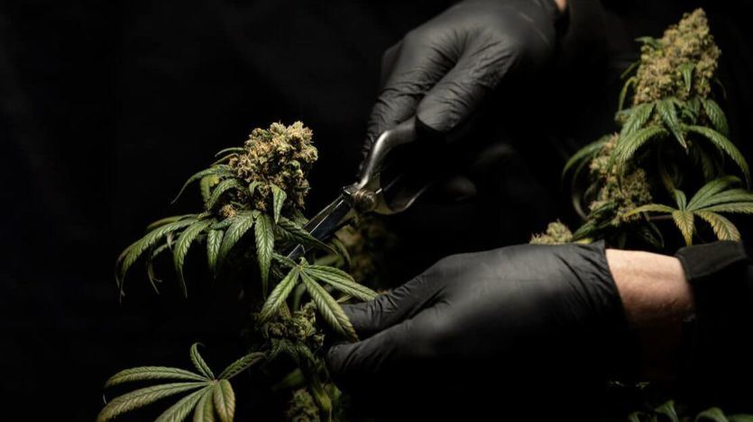 113 cannabinoides se encuentran en el cannabis