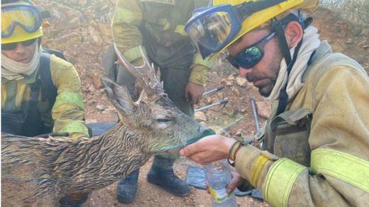 El vídeo viral de los bomberos que salvan a un corzo en el incendio de Zamora