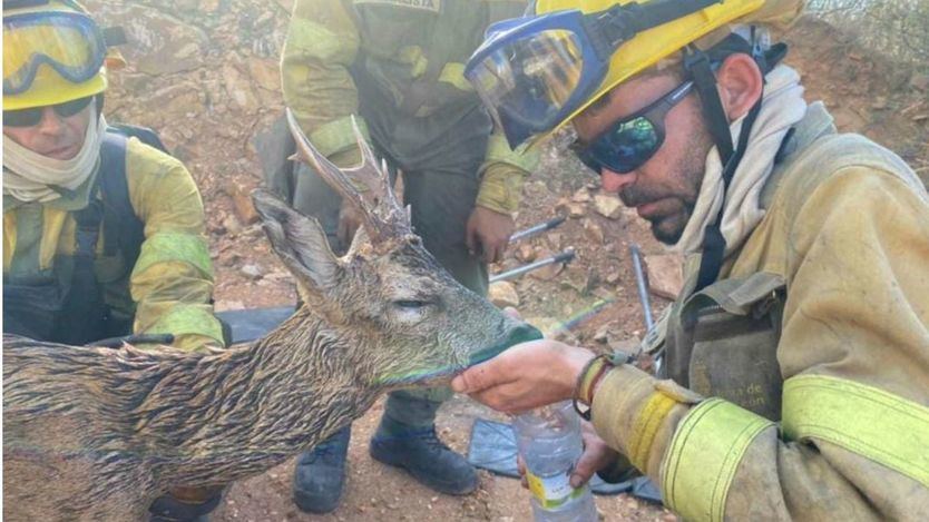 El vídeo viral de los bomberos que salvan a un corzo en el incendio de Zamora