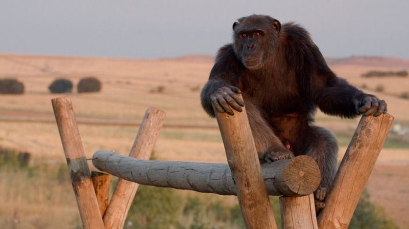 Rainfer, un santuario para la recuperación de primates abandonados y maltratados en Madrid