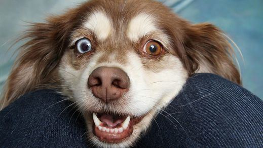 Aprobada la nueva ley de protección, derechos y bienestar de los animales: en qué consiste, novedades...