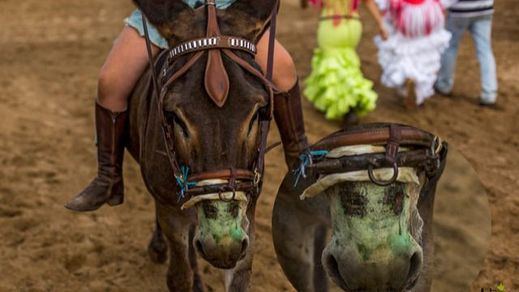 Los animalistas critican la nueva Ley de Protección Animal al considerarla insuficiente