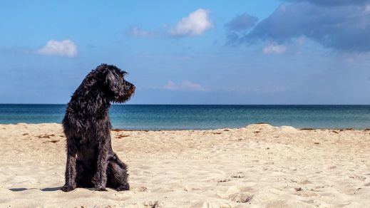 Varias manifestaciones para pedir que en todas las playas se acepten perros