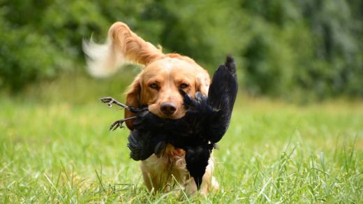Las Federaciones de Caza anuncian movilizaciones si la ley de protección animal no excluye al sector