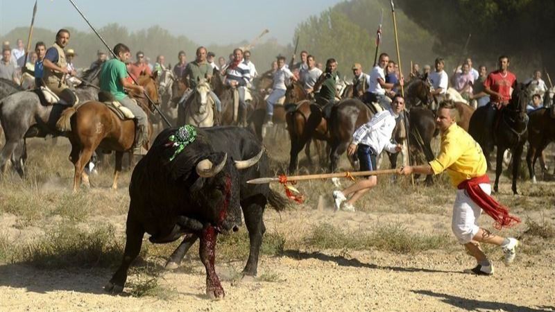 El Tribunal Superior de Justicia de Castilla y León suspende el torneo del 'Toro de la Vega'