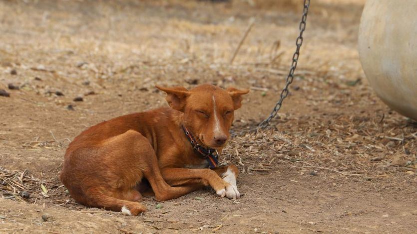 Un perro podenco usado para caza