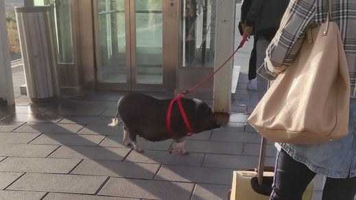 La sorpresa de los viajeros de un cercanías en Madrid ante un cerdo viajando en el tren