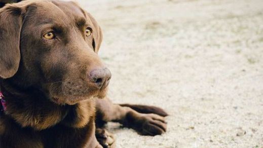 18 meses de cárcel a la dueña de un perro que murió de hambre