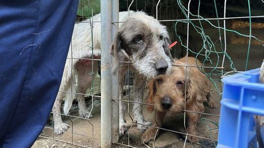 Decomisan 17 perros abandonados al presidente de una sociedad de caza