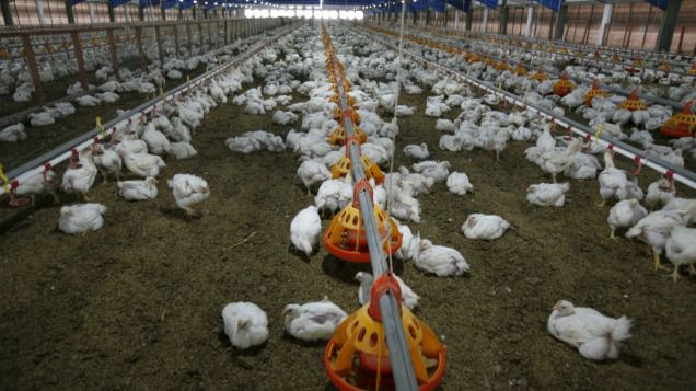 La OMS confirma 2 casos de gripe aviar en humanos en España