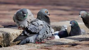 Alerta en Reino Unido por las 'palomas zombi' debido a un virus