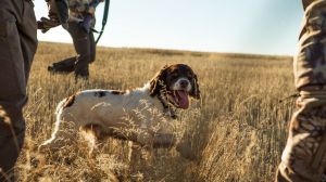 La Ley de protección animal finalmente excluirá a los perros de caza por la enmienda del PSOE