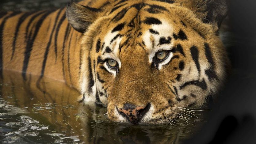 Acuerdo histórico para proteger el 30% de la biodiversidad de aquí a 2030