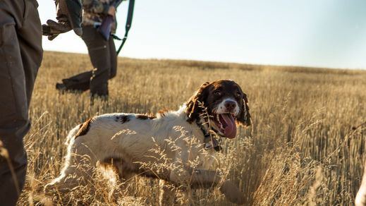 La ley de protección animal se votará en el Pleno con la exclusión de los perros de caza