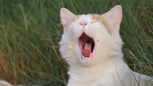 El felino blanco que aterrorizaba parte de Cádiz ha resultado ser un gato grande