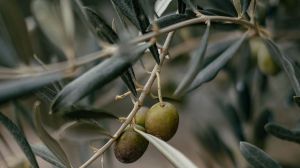 Aceite de orujo de oliva: ¿es bueno para la salud?