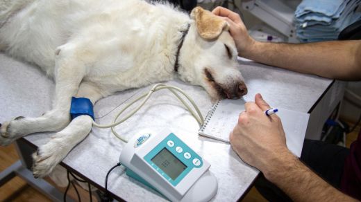 Un perro en el veterinario