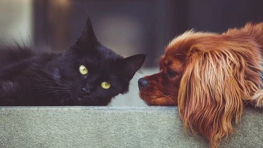 Los veterinarios, contra la Ley de protección animal: 