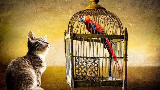 Los bulos de la Ley de bienestar animal: zoofilia, matar ratas, mascotas prohibidas en casa...