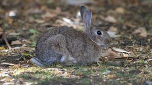 Cerca de 300 municipios en emergencia cinegética por superpoblación de conejos