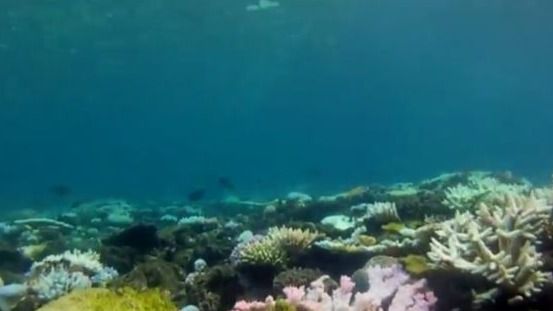 Arrecife de coral