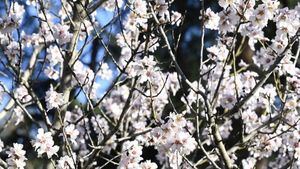 La floración de los almendros en La Quinta de los Molinos