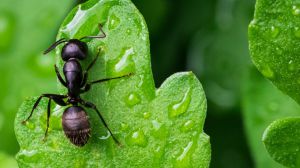 Cómo combatir las hormigas en casas y jardines