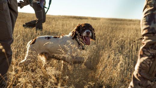Aprobada definitivamente la ley de bienestar animal con varias novedades importantes