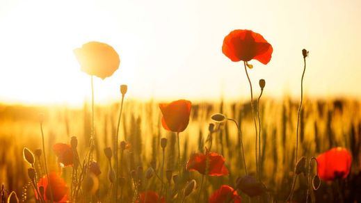 Flores en el campo