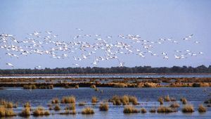 Andalucía aprueba la tramitación del plan para legalizar los cultivos en Doñana