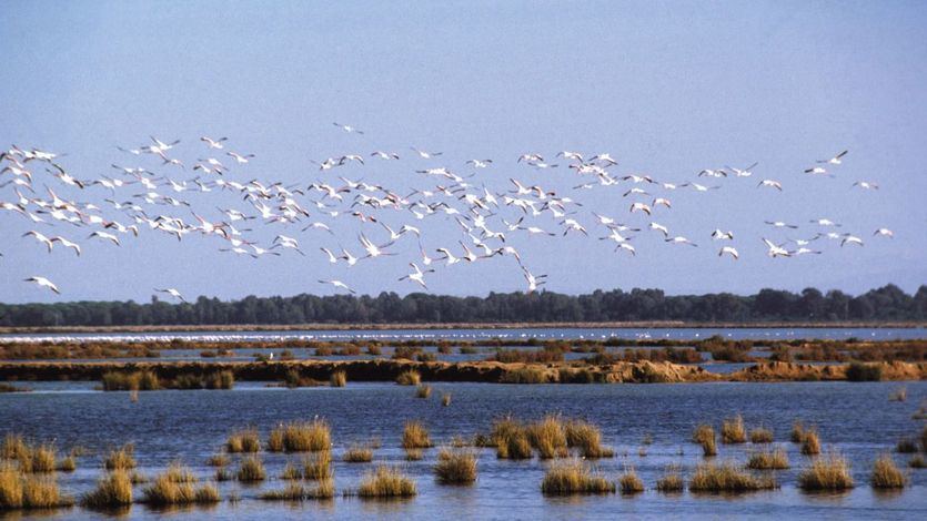 Humedales de Doñana 