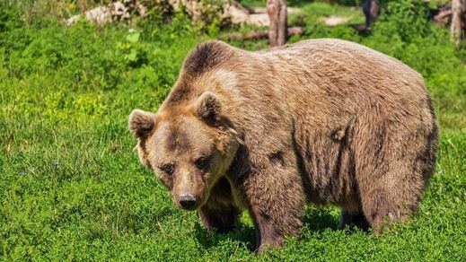 Oso pardo